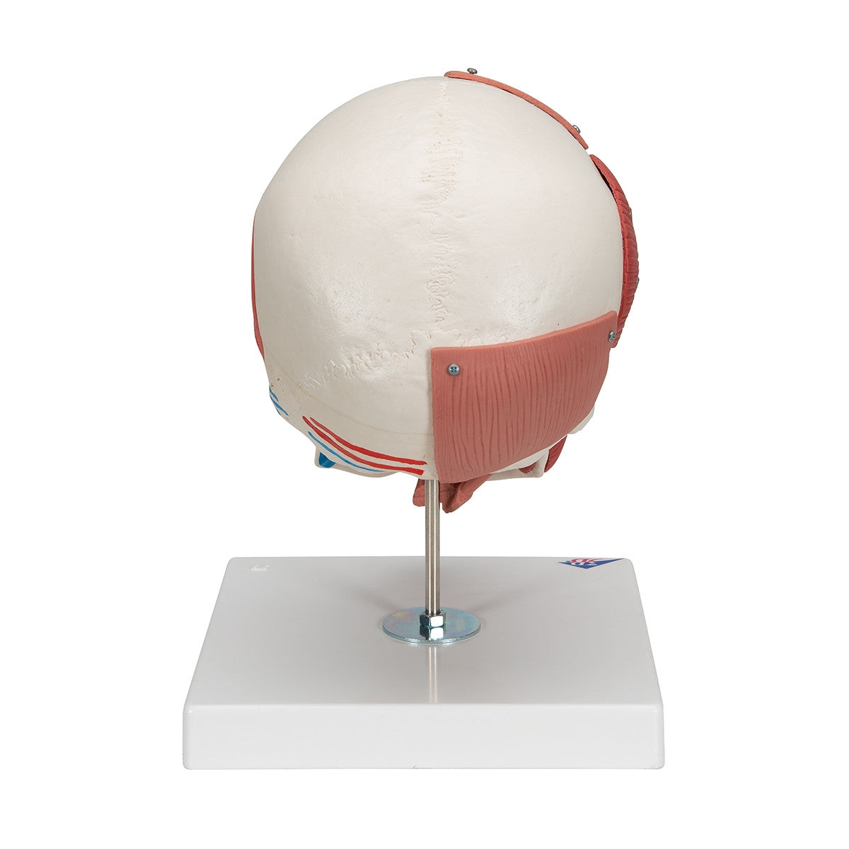 Skull Model with Facial Muscles