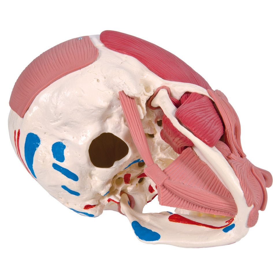 Skull Model with Facial Muscles