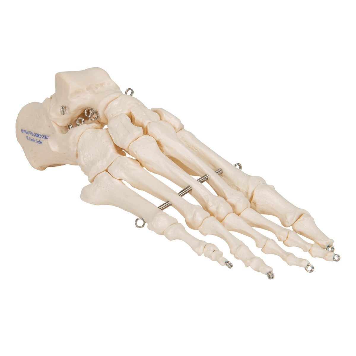 Foot Skeleton Model (wire mounted)