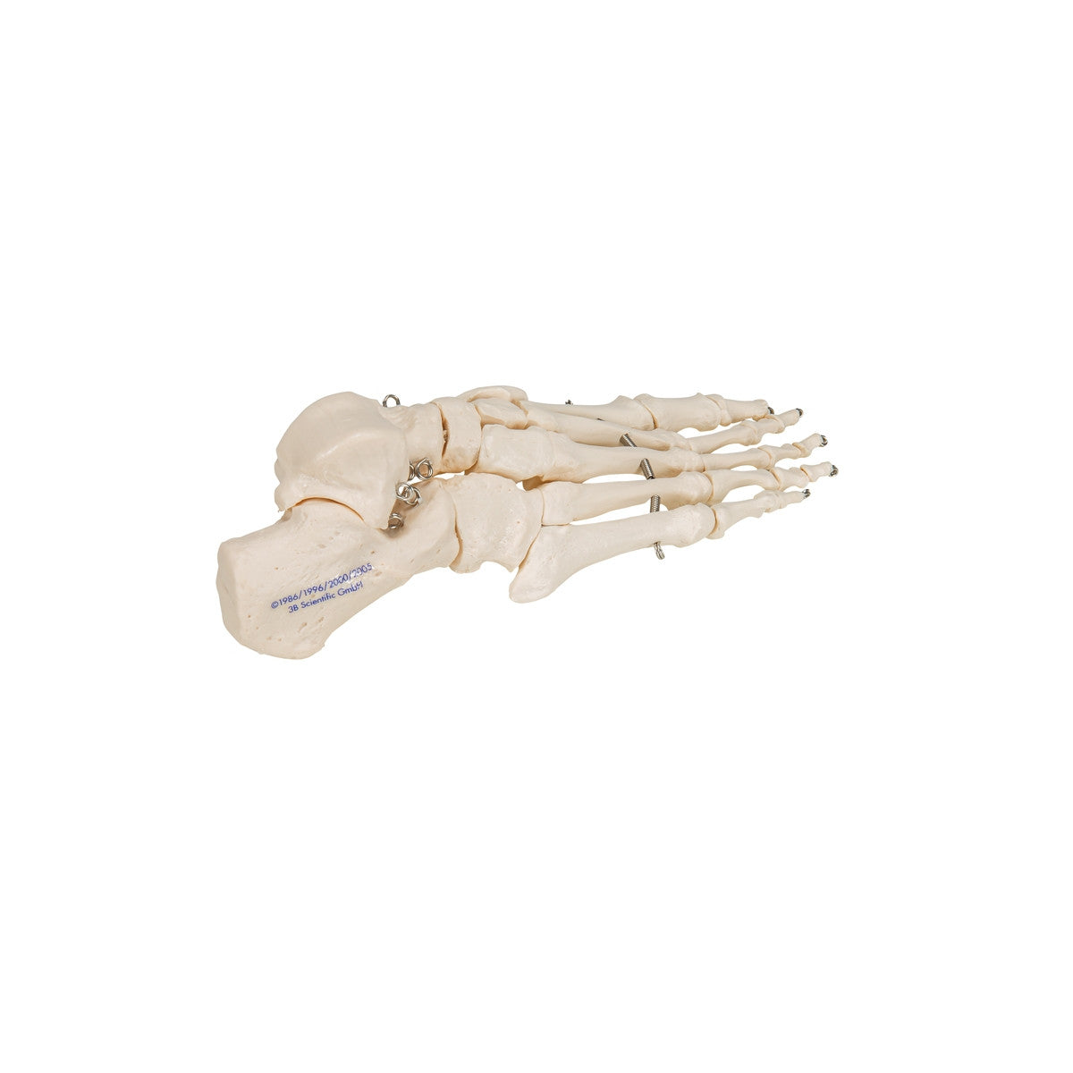 Foot Skeleton Model (wire mounted)