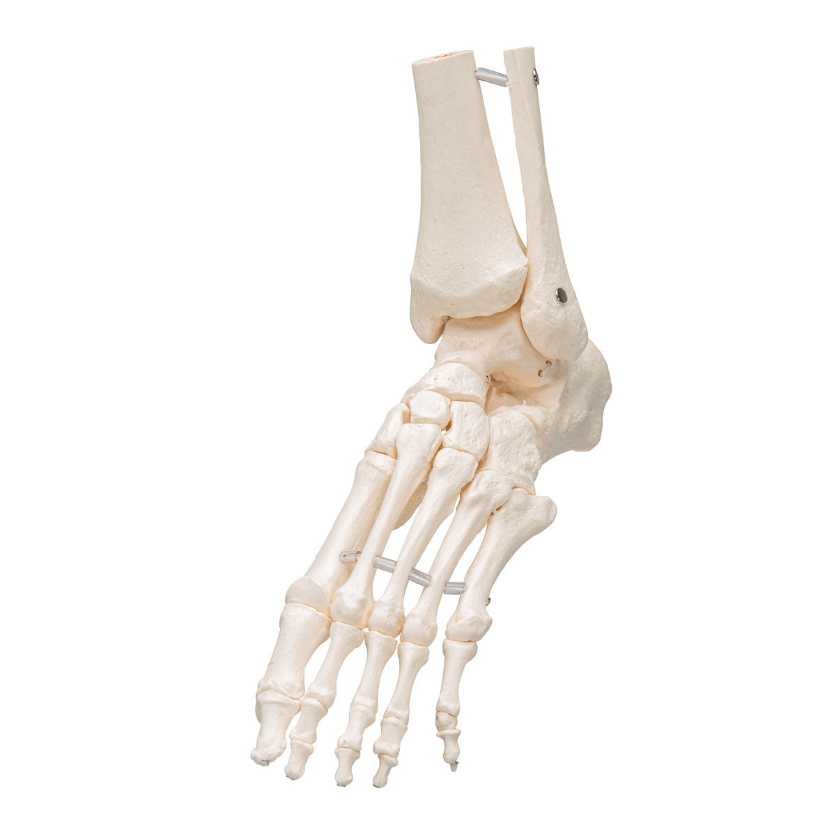Loose Foot and Ankle Skeleton Model on Elastic