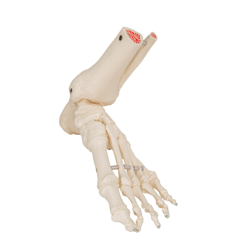Loose Foot and Ankle Skeleton Model on Elastic