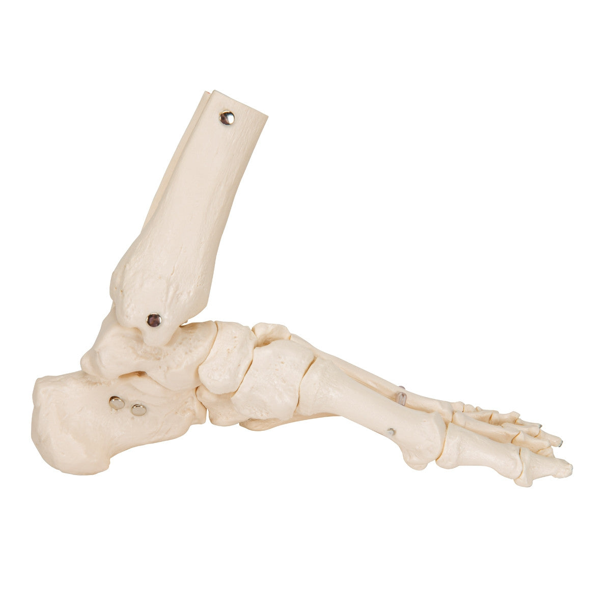 Loose Foot and Ankle Skeleton Model on Elastic