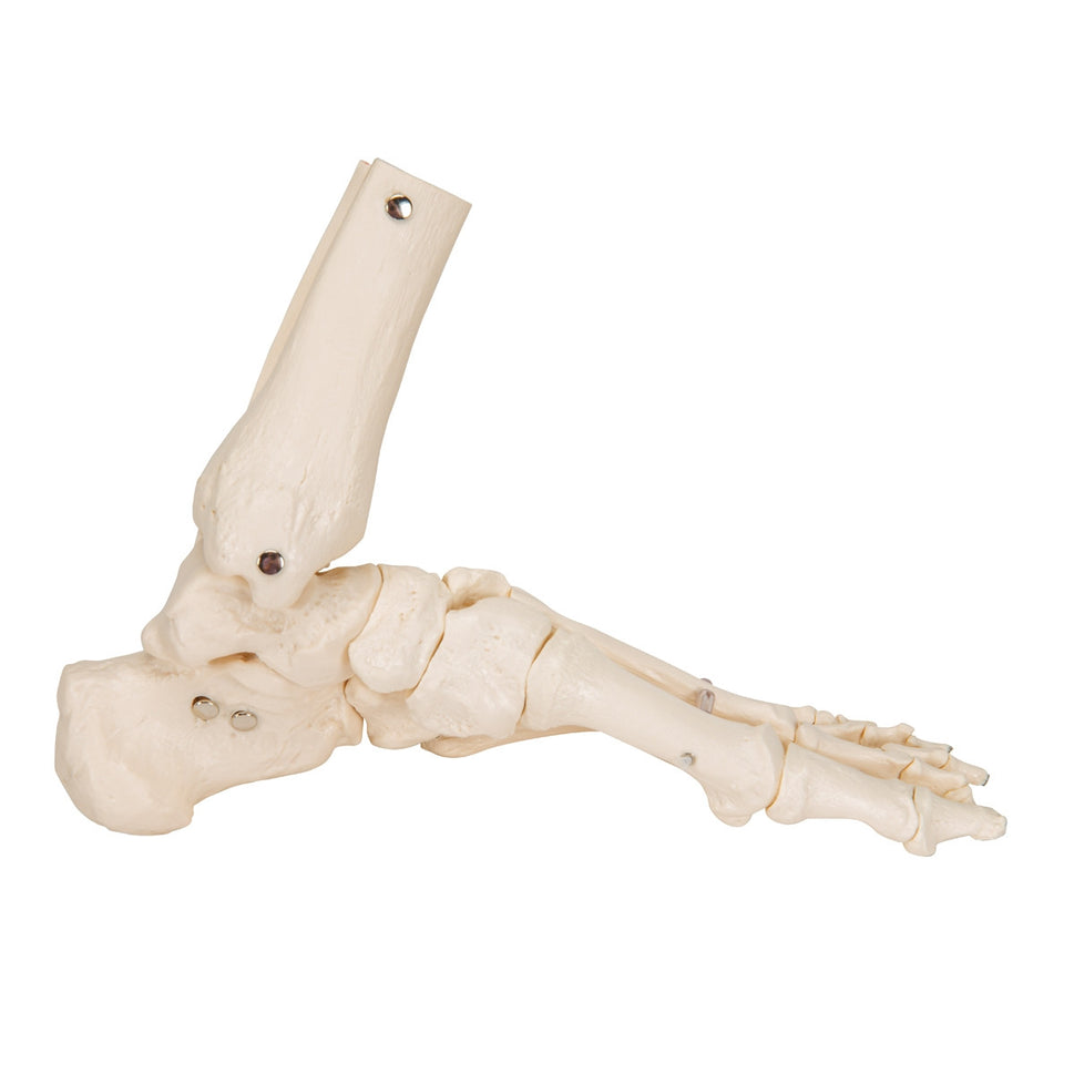 Loose Foot and Ankle Skeleton Model on Elastic