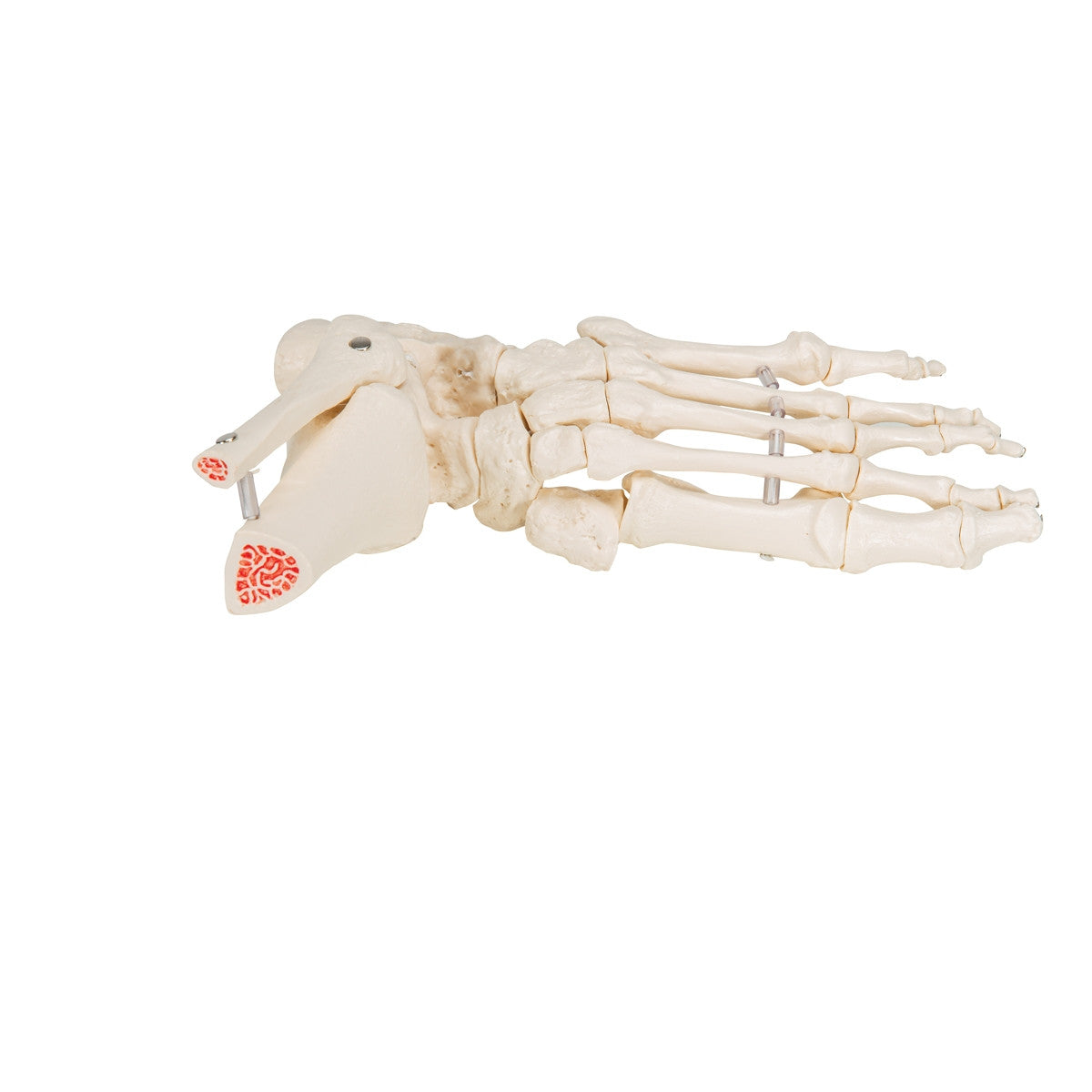 Loose Foot and Ankle Skeleton Model on Elastic