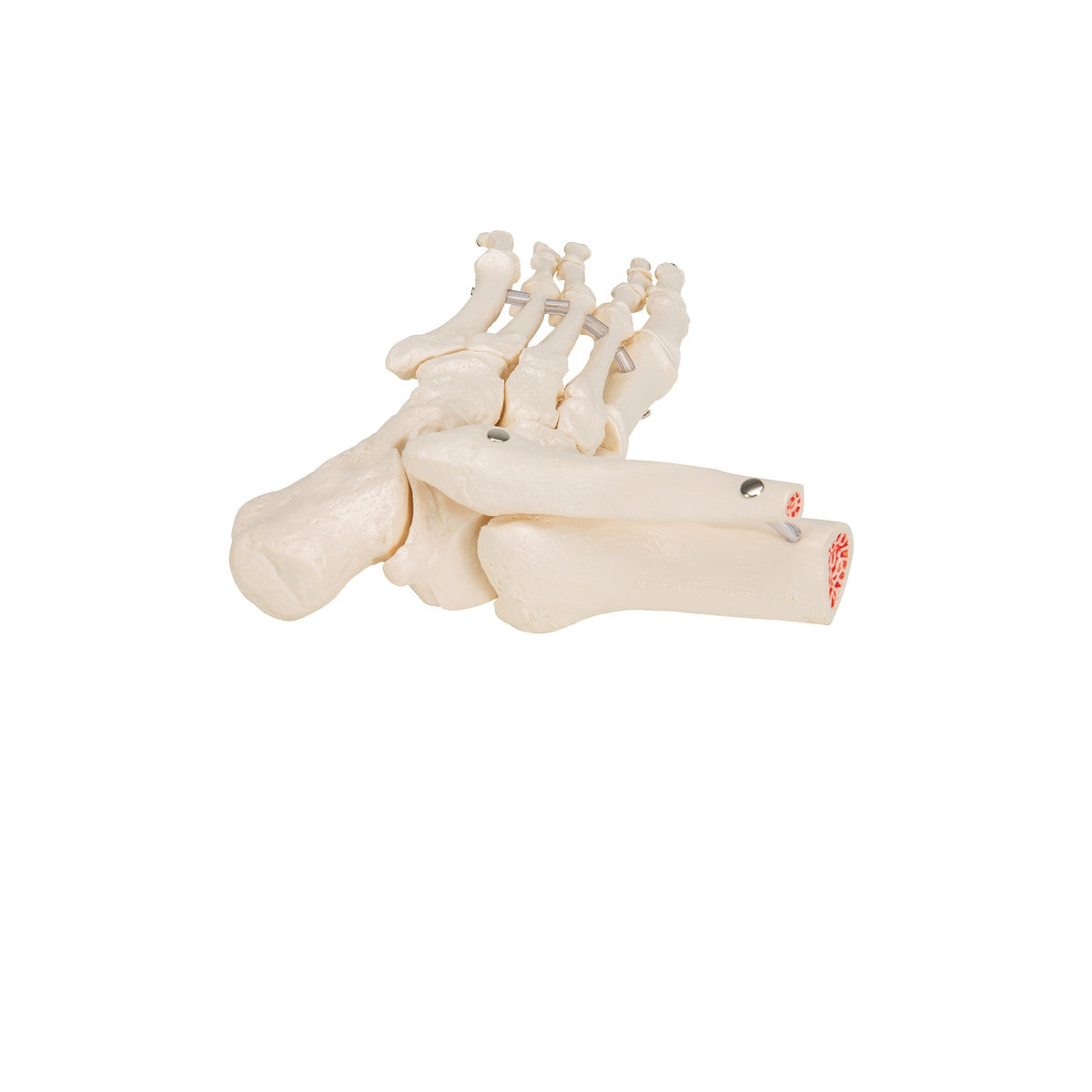 Loose Foot and Ankle Skeleton Model on Elastic