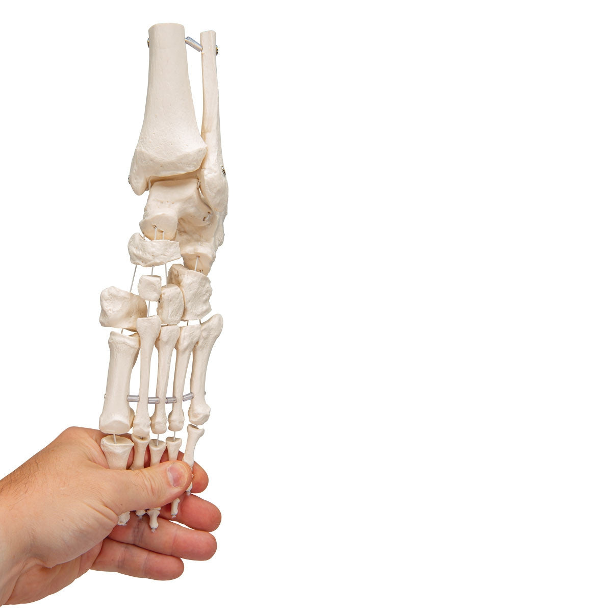 Loose Foot and Ankle Skeleton Model on Elastic