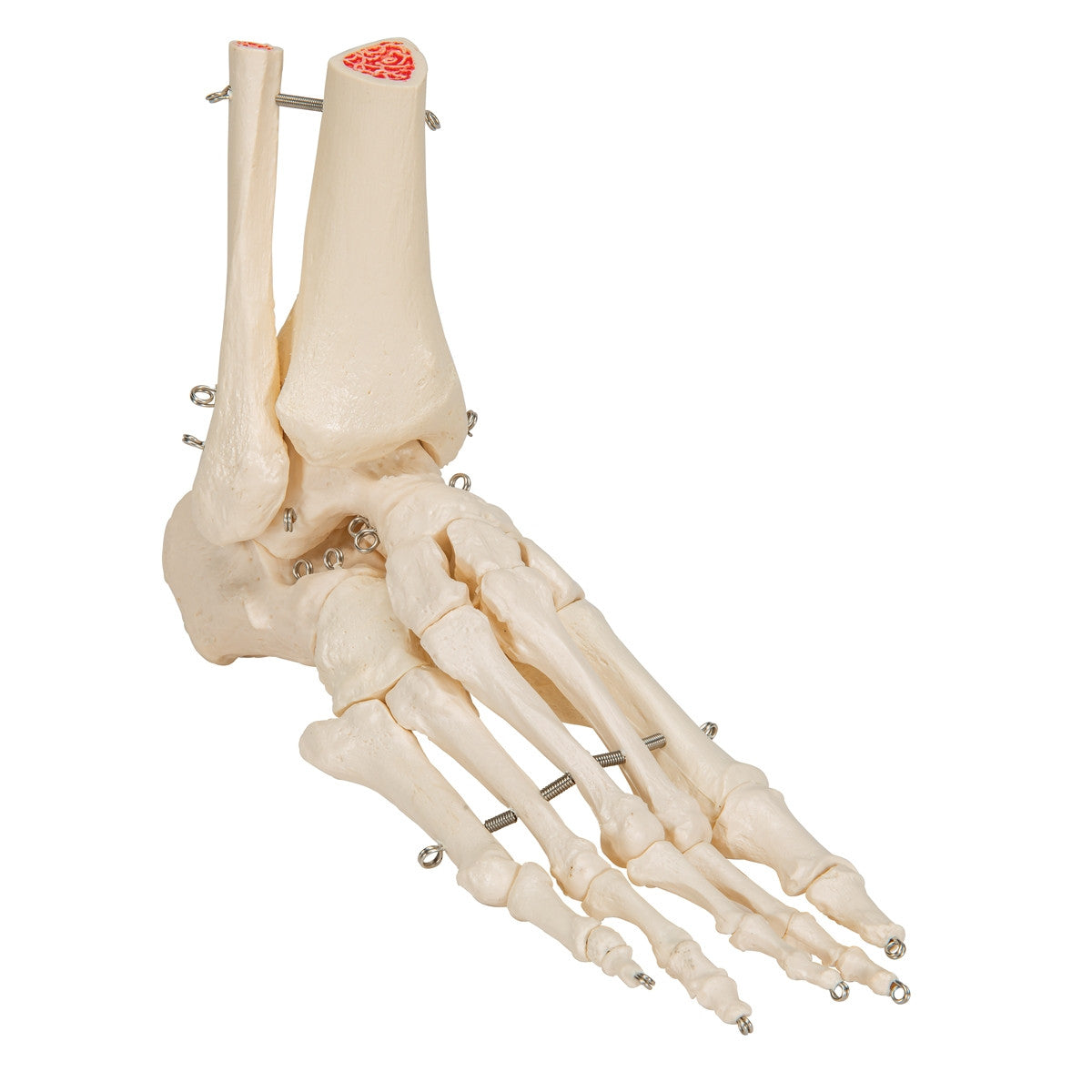 Flexible Foot and Ankle Model