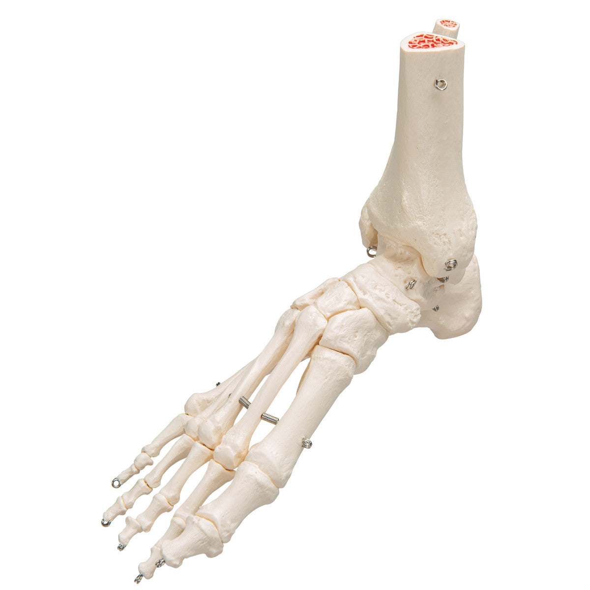 Flexible Foot and Ankle Model