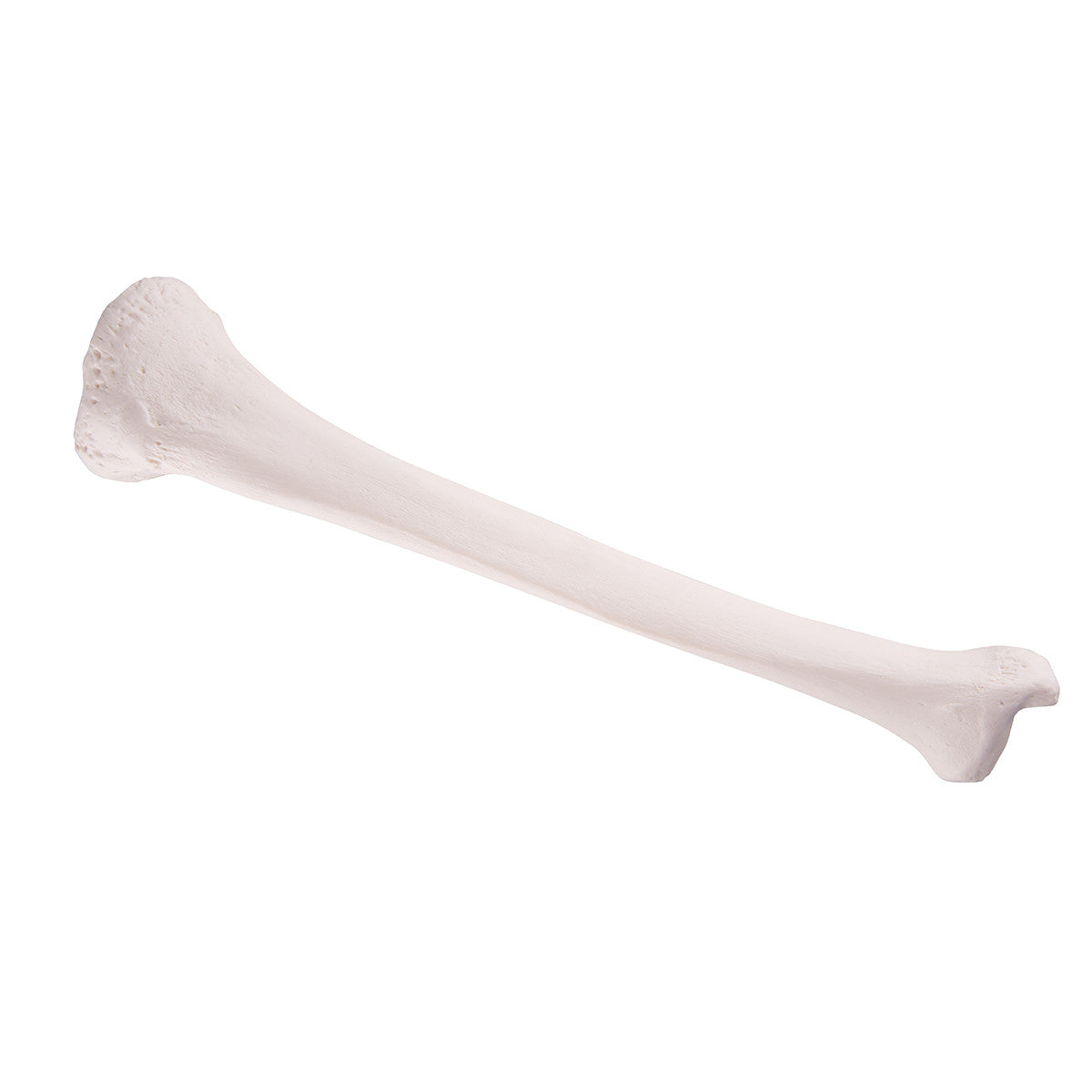 Tibia Bone Model 3B