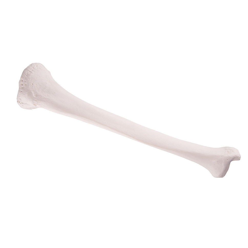 Tibia Bone Model 3B