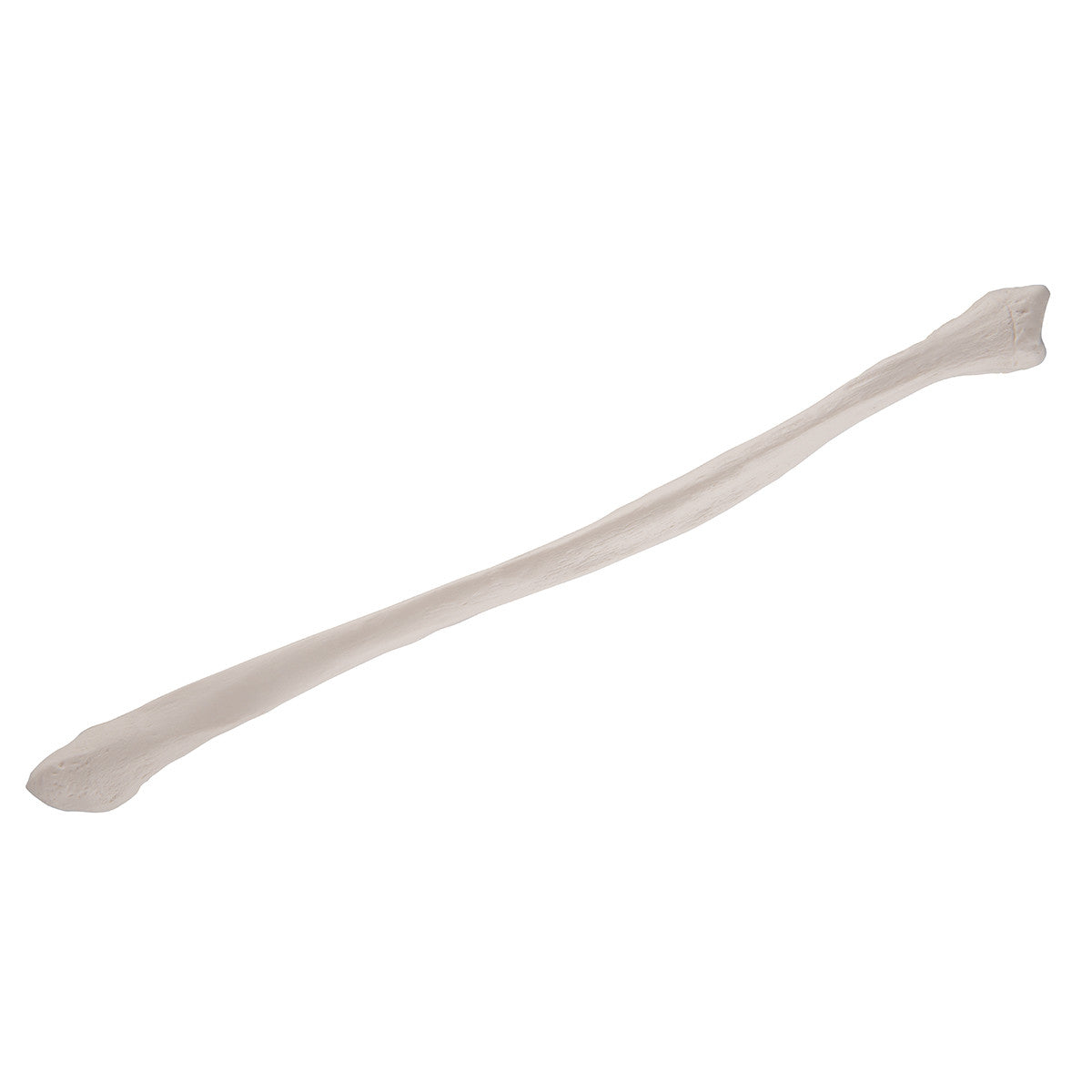 Fibula Bone Model 3B
