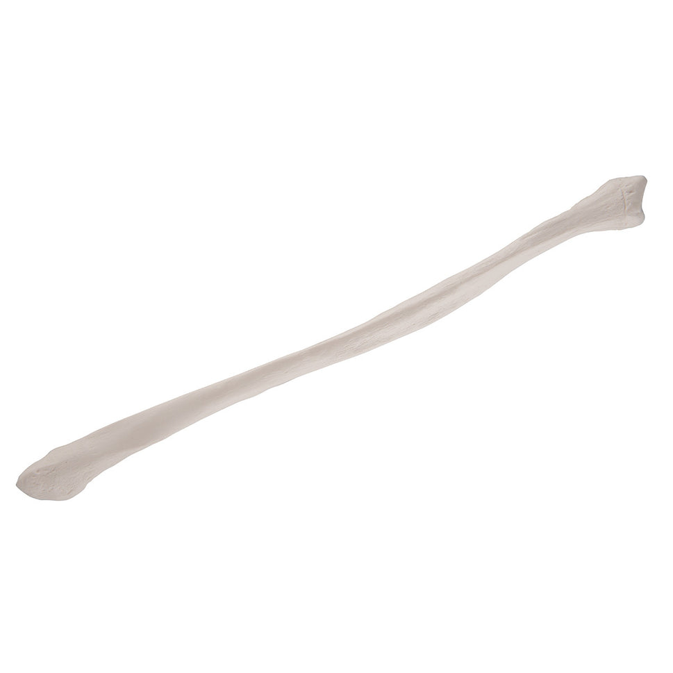 Fibula Bone Model 3B