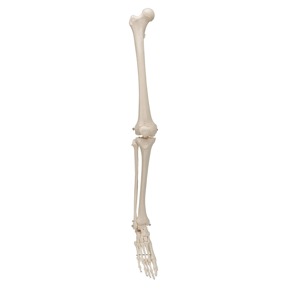 Leg Skeleton Model
