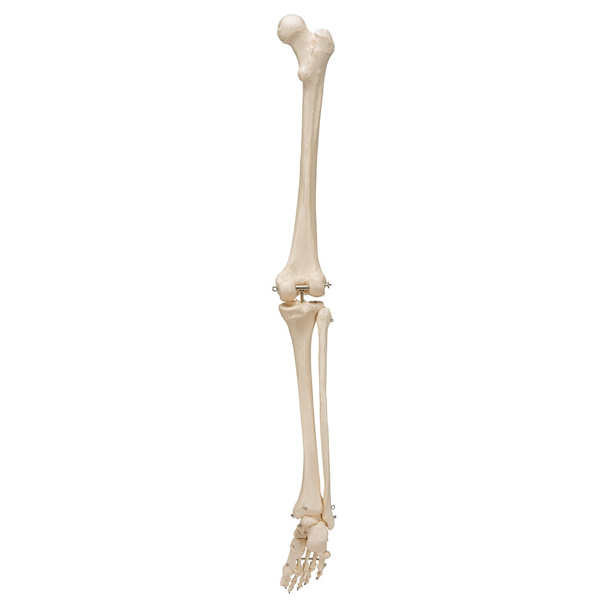 Leg Skeleton Model