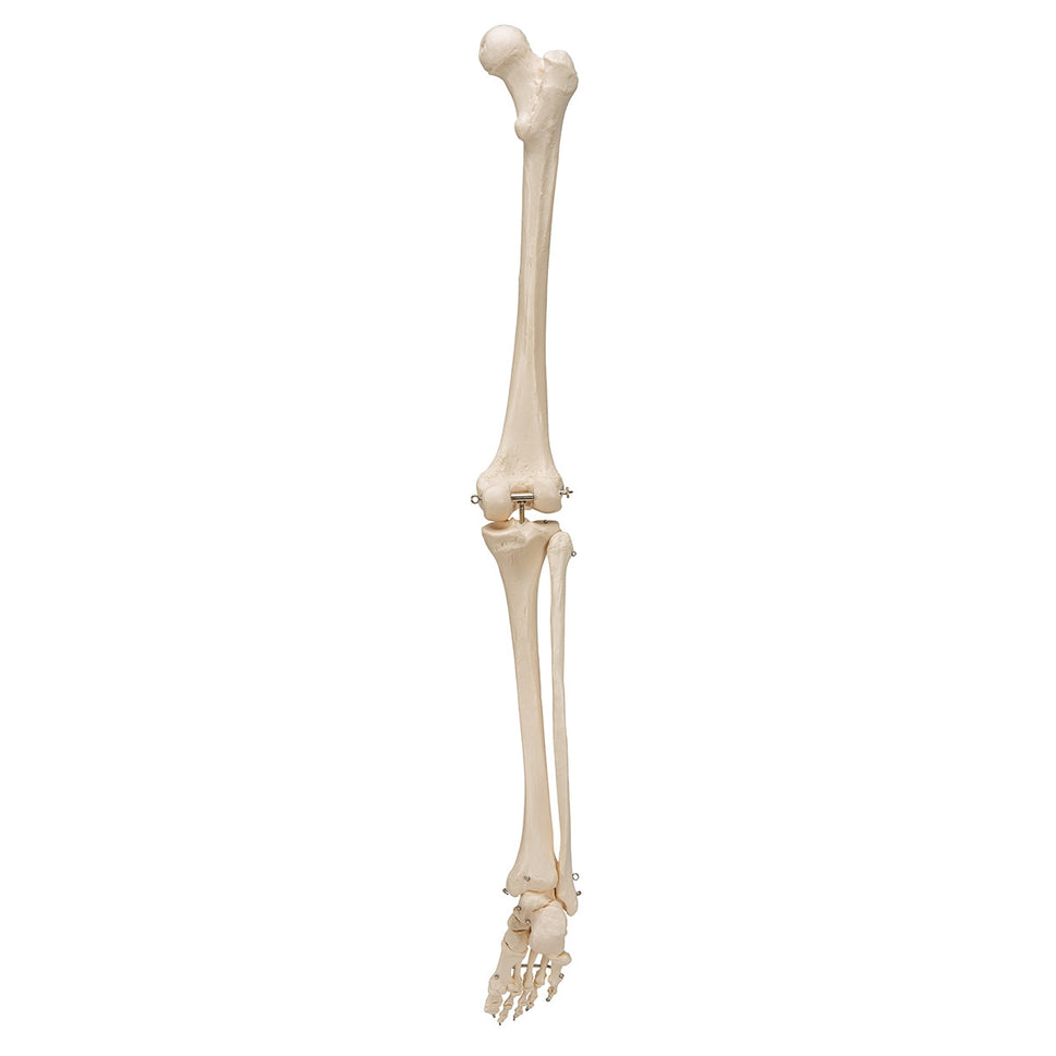 Leg Skeleton Model