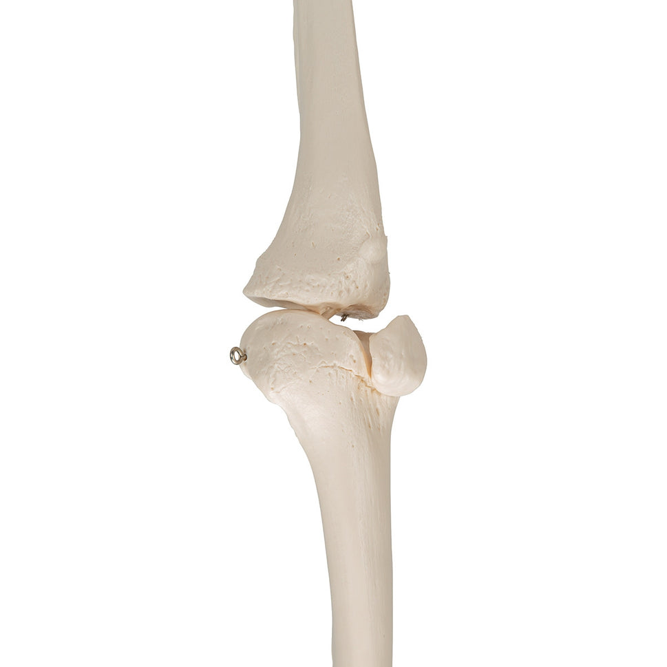 Leg Skeleton Model