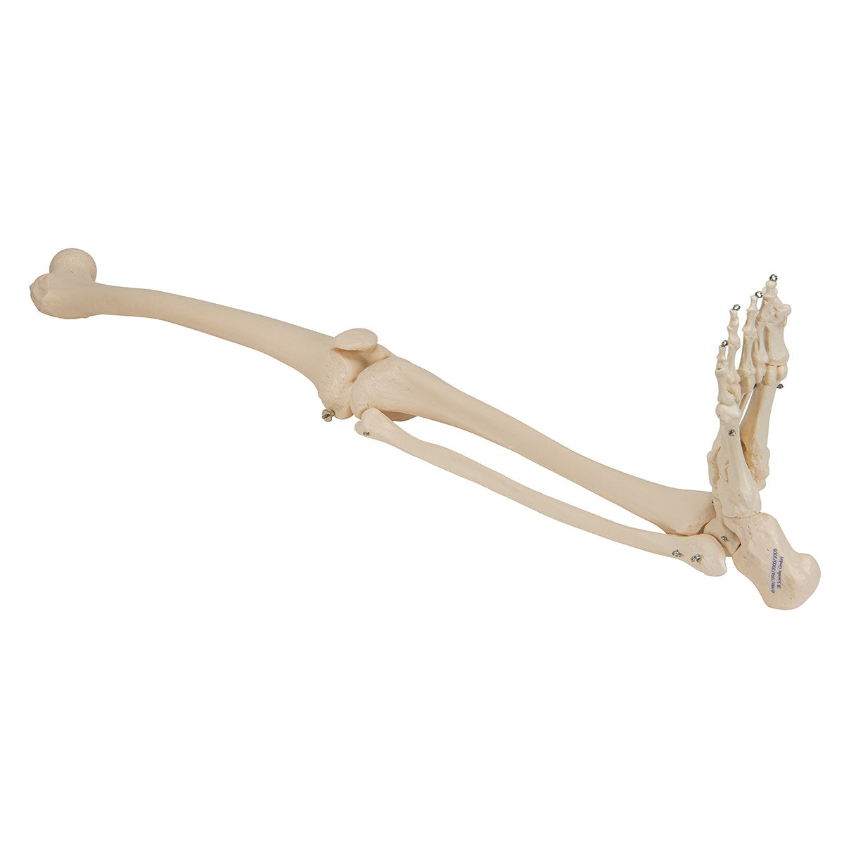 Leg Skeleton Model