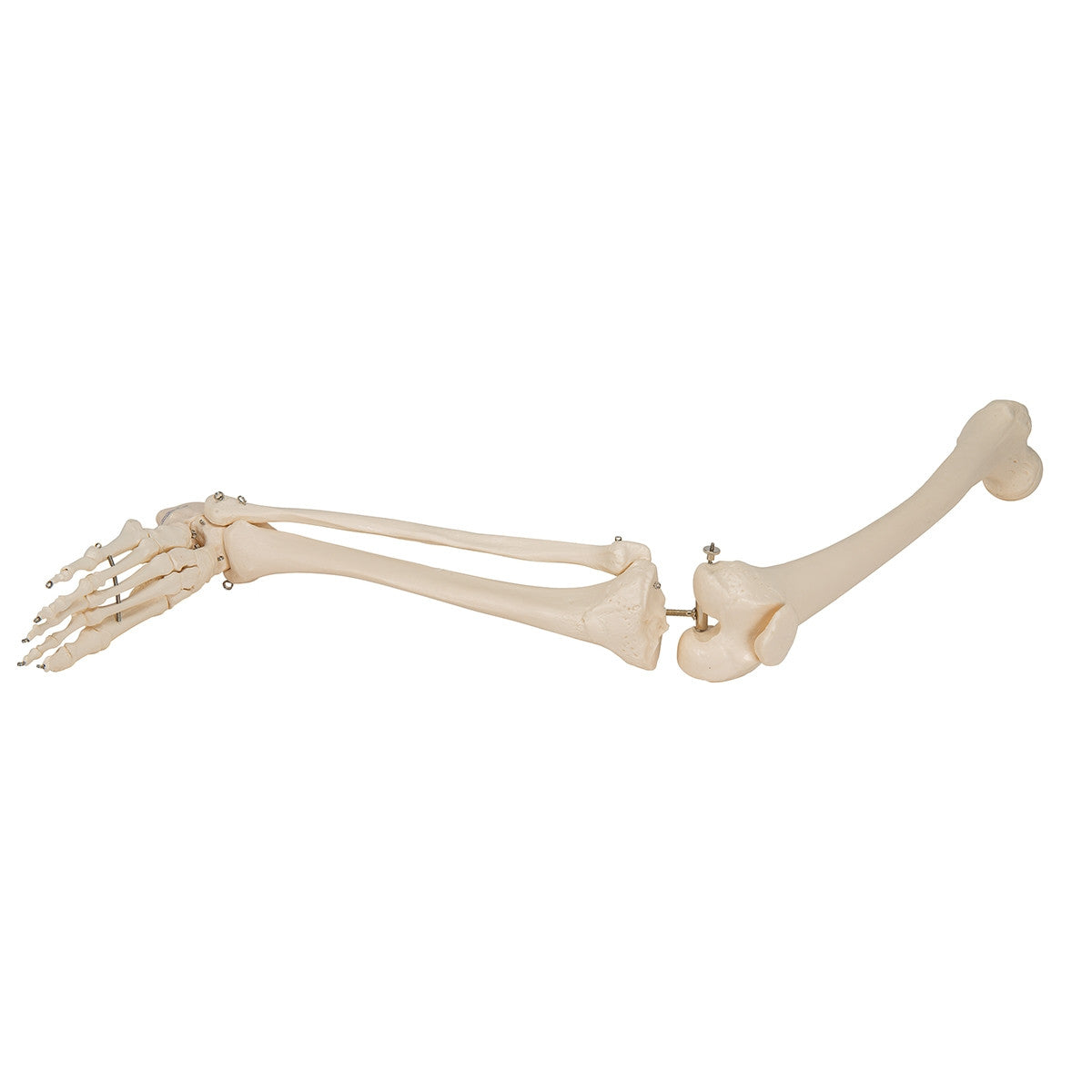 Leg Skeleton Model