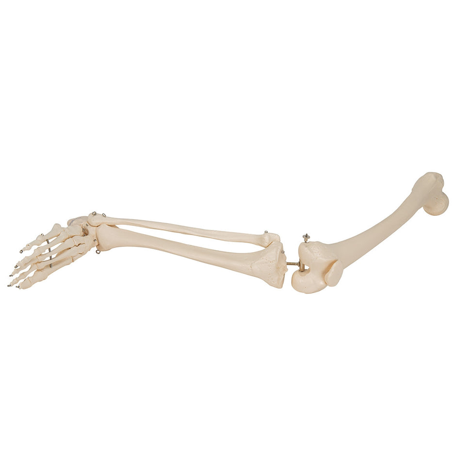 Leg Skeleton Model