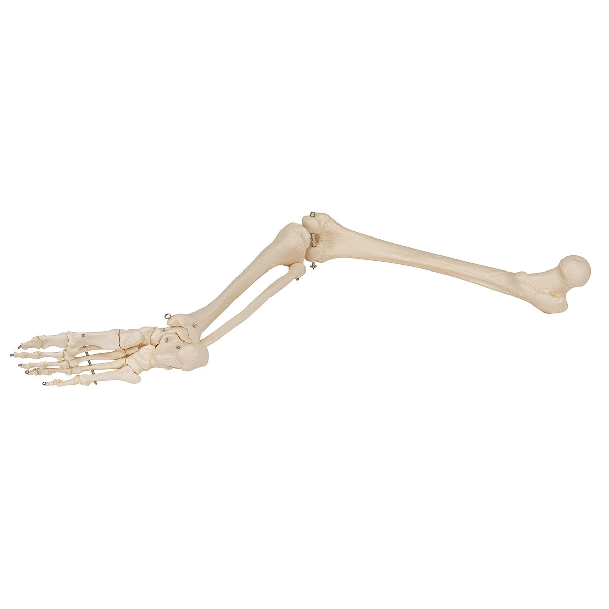 Leg Skeleton Model