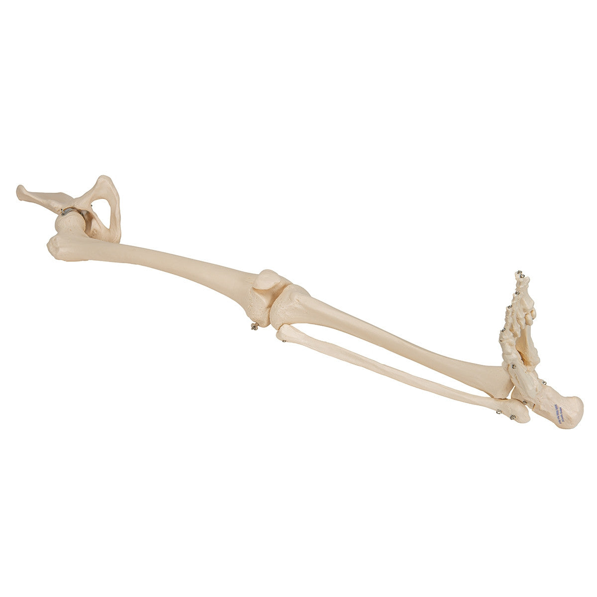 Leg Skeleton Model with Hip Joint