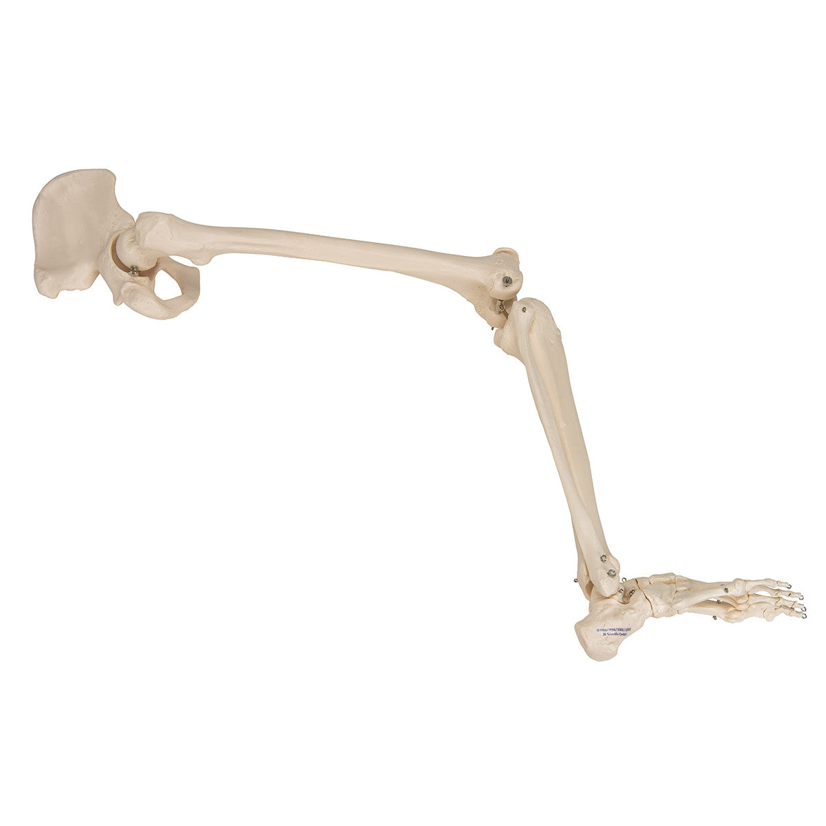 Leg Skeleton Model with Hip Joint