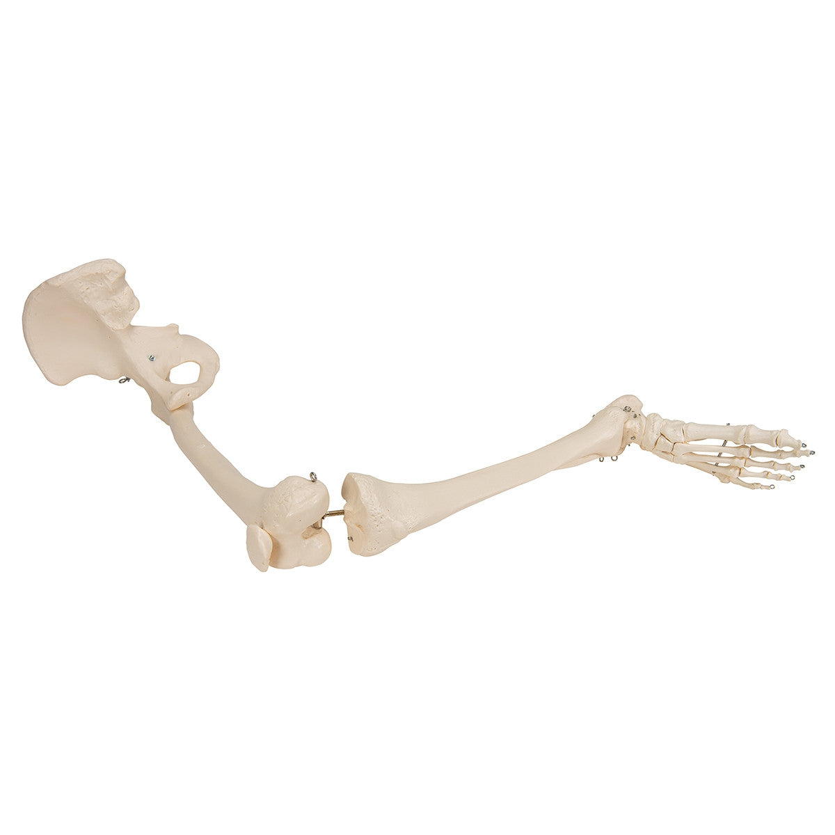 Leg Skeleton Model with Hip Joint
