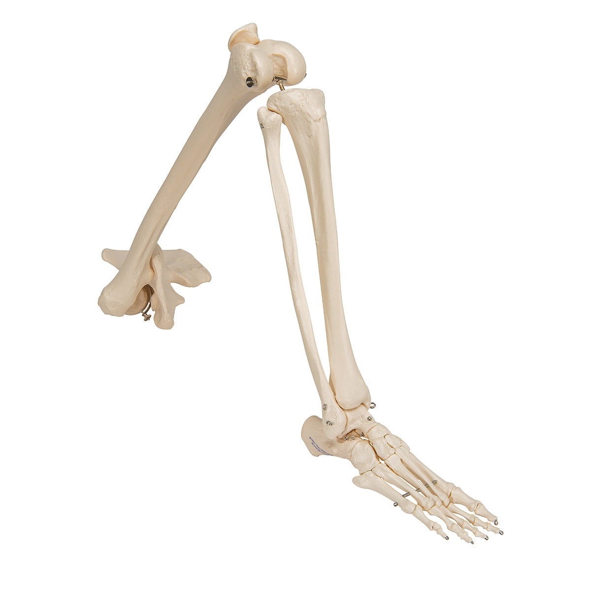 Leg Skeleton Model with Hip Joint