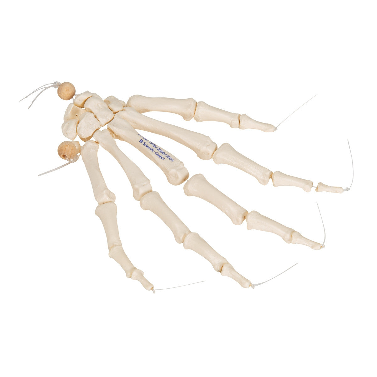 Loose Hand Skeleton Model on Elastic