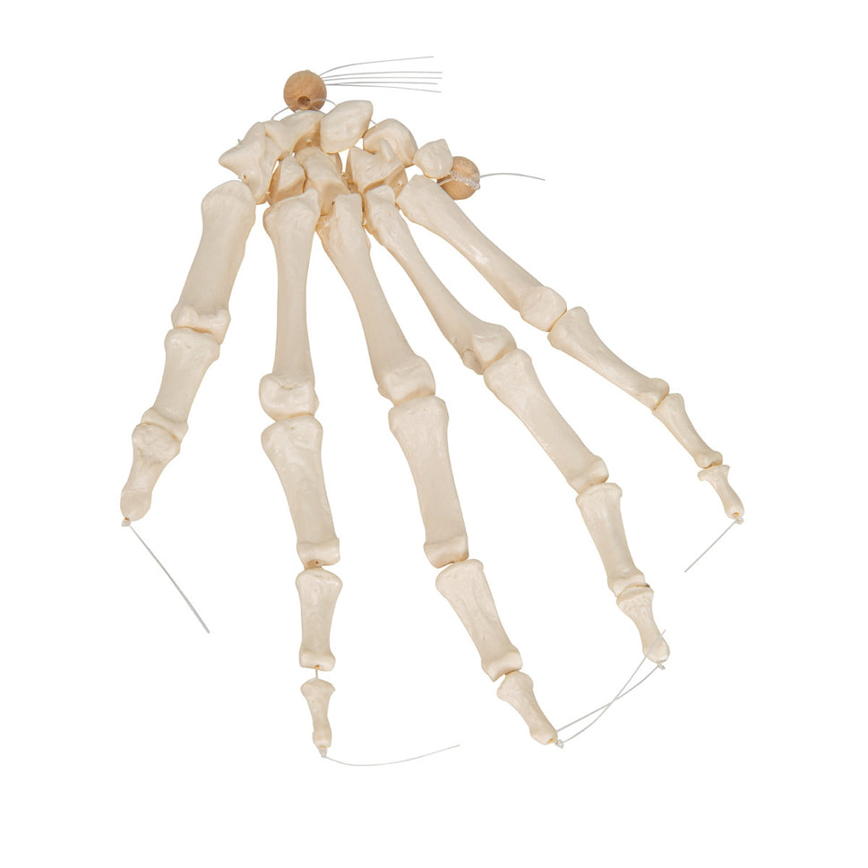 Loose Hand Skeleton Model on Elastic