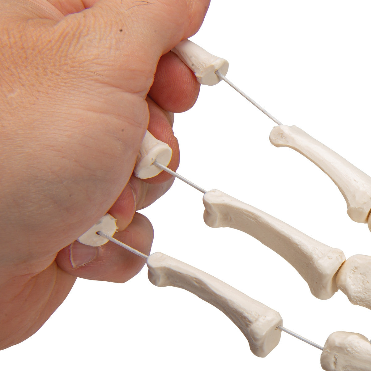 Loose Hand Skeleton Model on Elastic