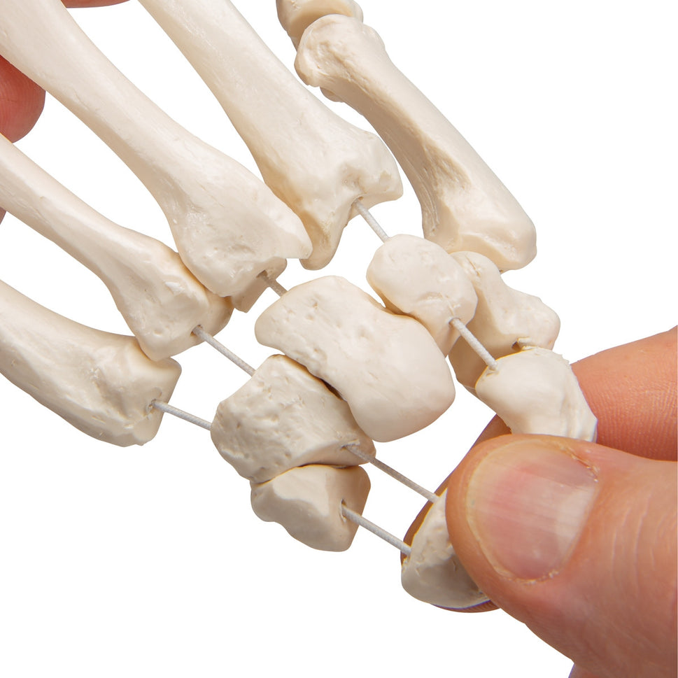 Loose Hand Skeleton Model on Elastic