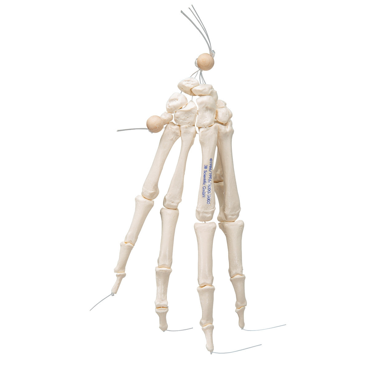 Loose Hand Skeleton Model on Elastic