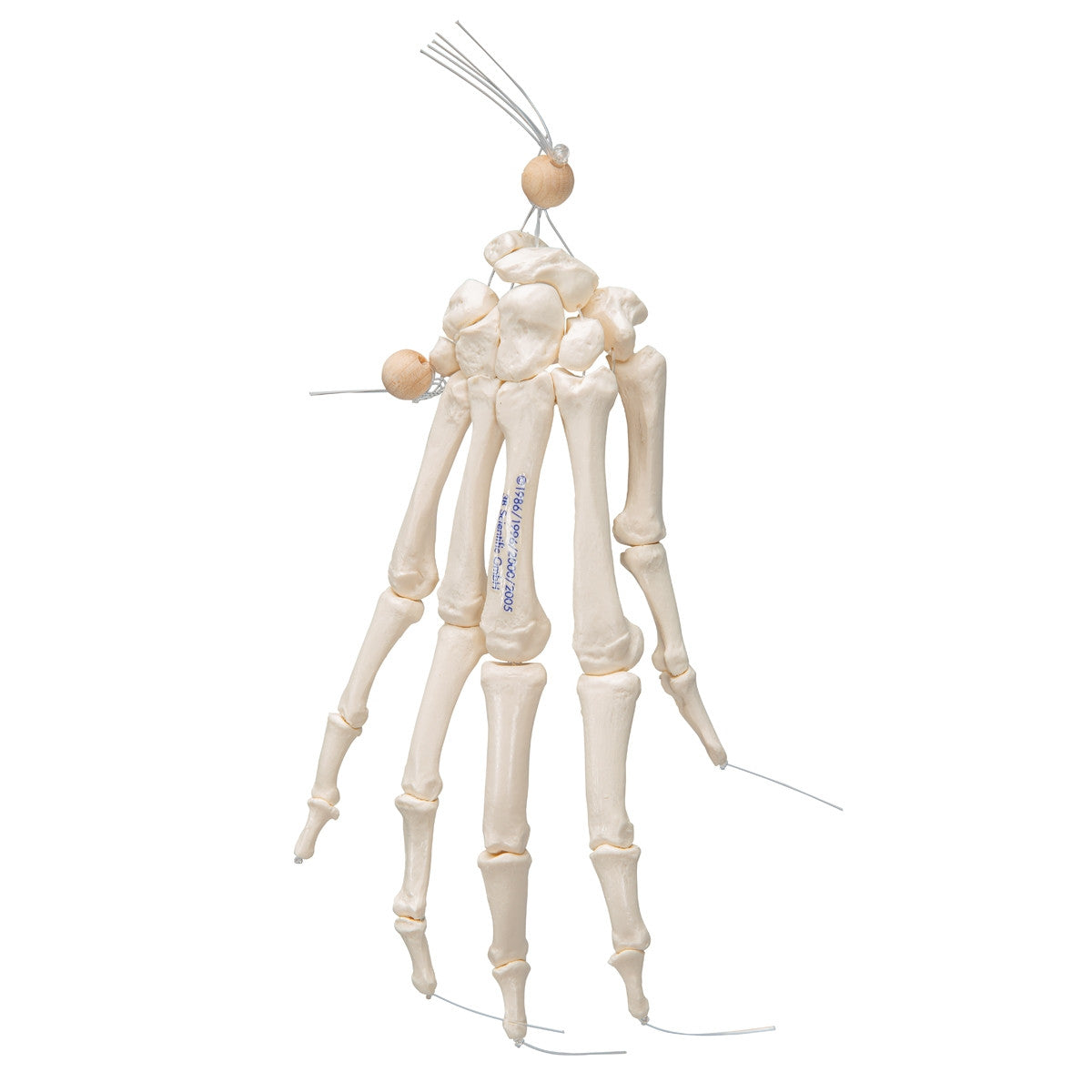 Loose Hand Skeleton Model on Elastic