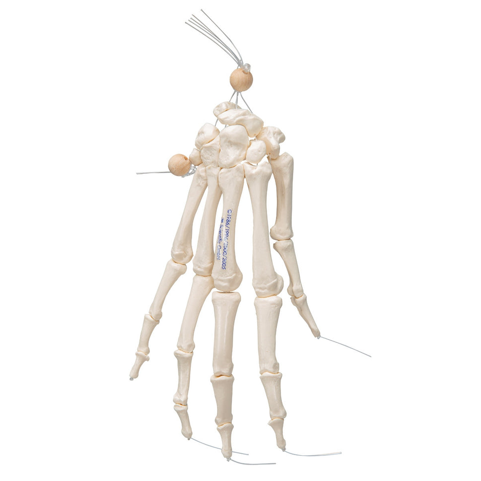 Loose Hand Skeleton Model on Elastic
