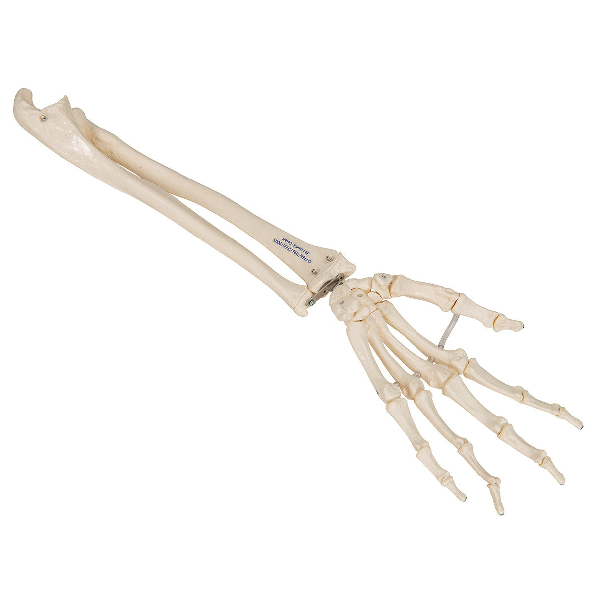 Loose Hand and Forearm Skeleton Model on Elastic