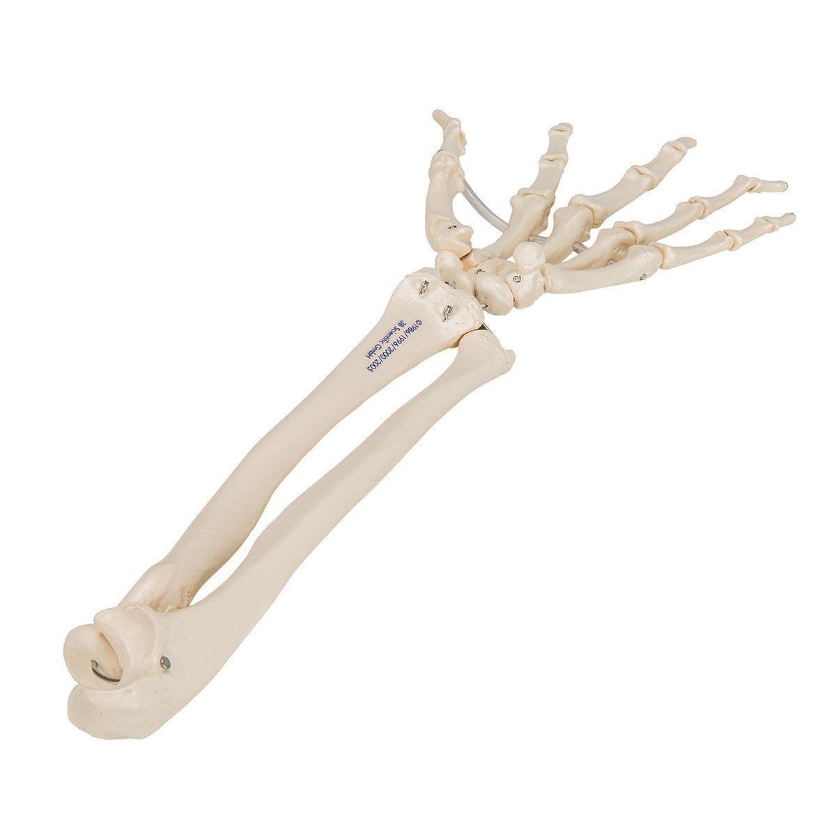 Loose Hand and Forearm Skeleton Model on Elastic