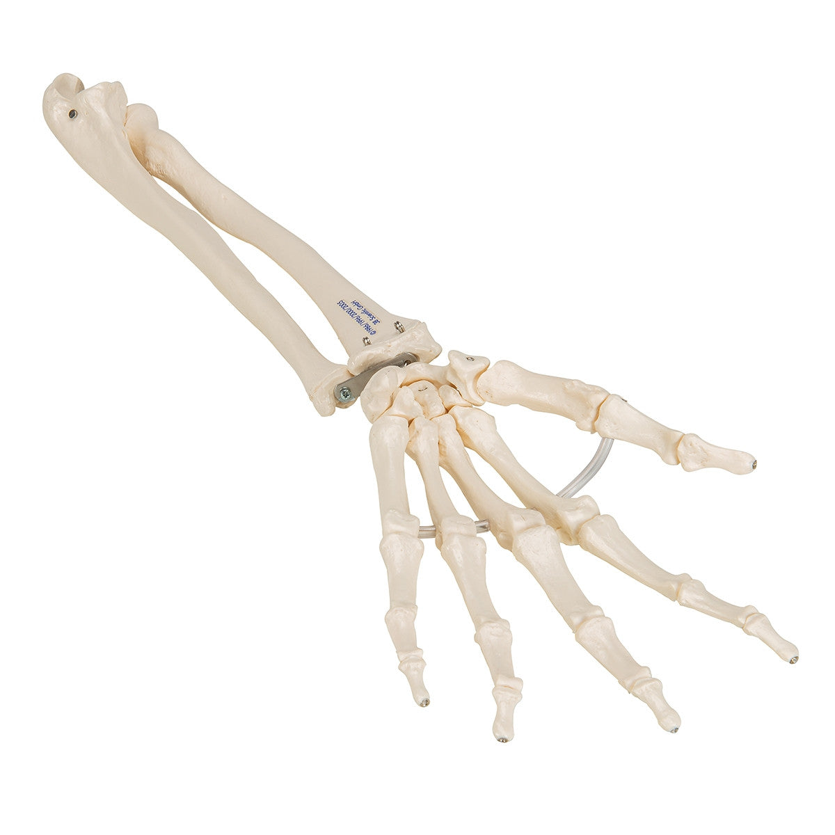 Loose Hand and Forearm Skeleton Model on Elastic