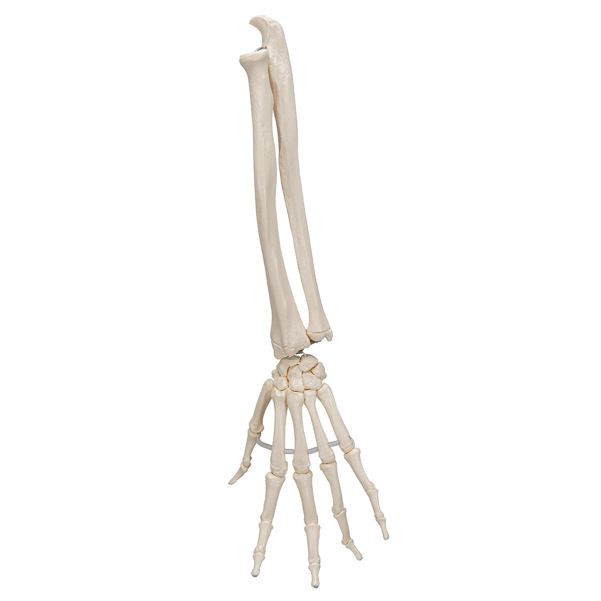 Loose Hand and Forearm Skeleton Model on Elastic