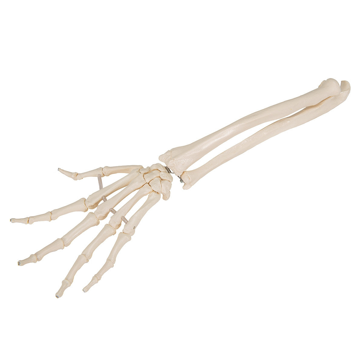 Loose Hand and Forearm Skeleton Model on Elastic