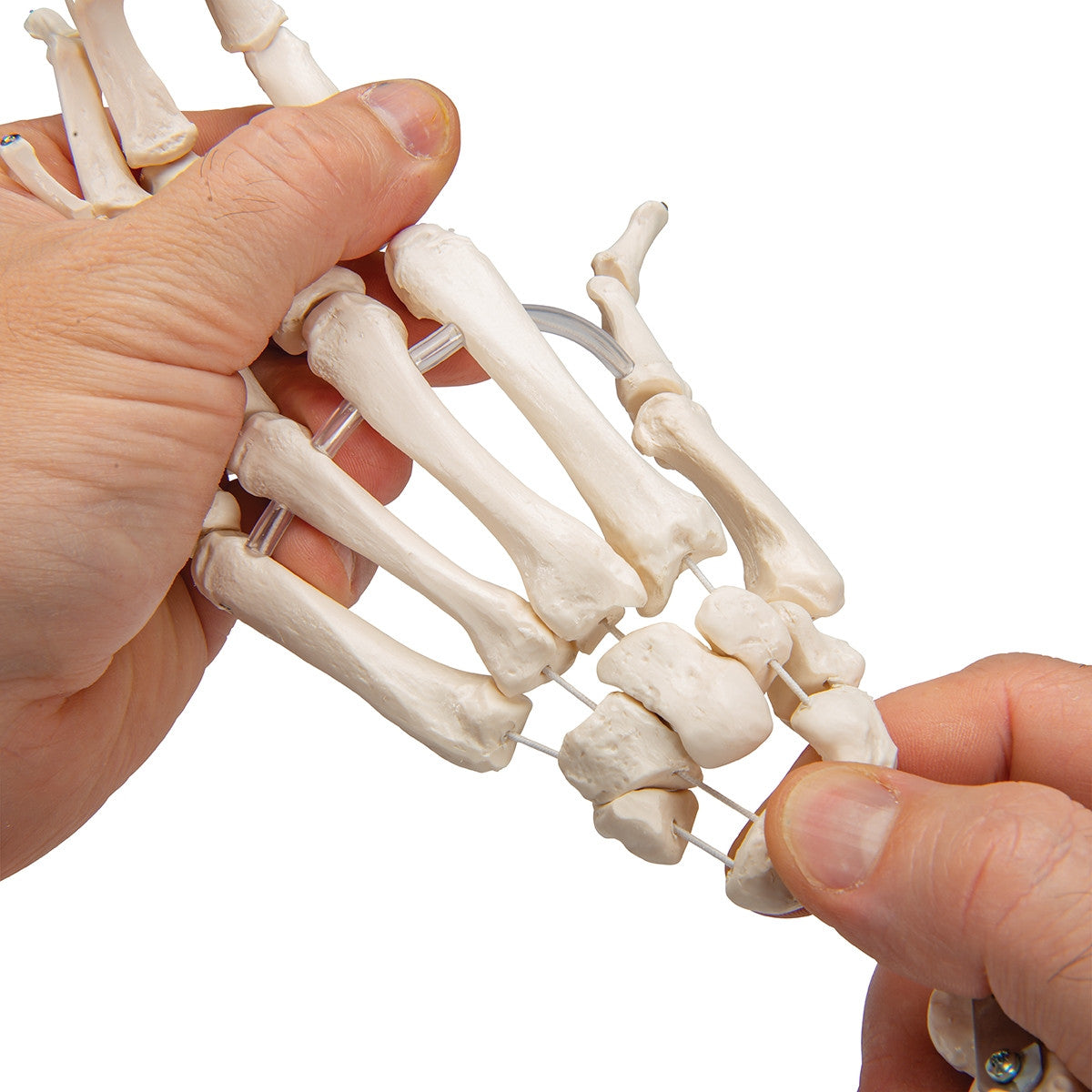 Loose Hand and Forearm Skeleton Model on Elastic