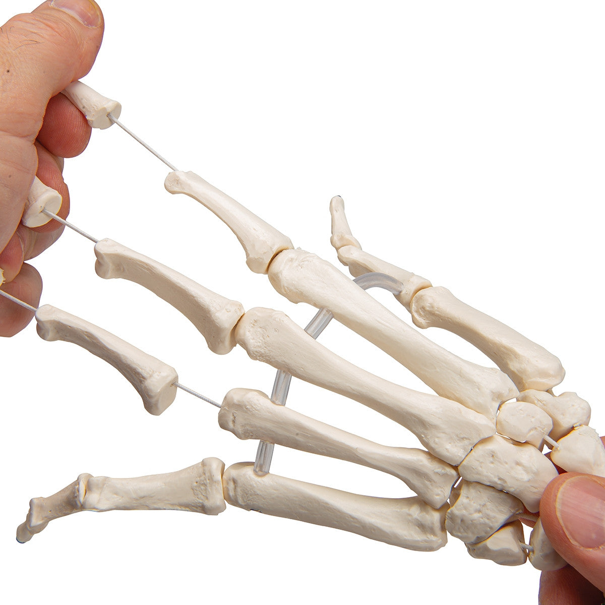 Loose Hand and Forearm Skeleton Model on Elastic