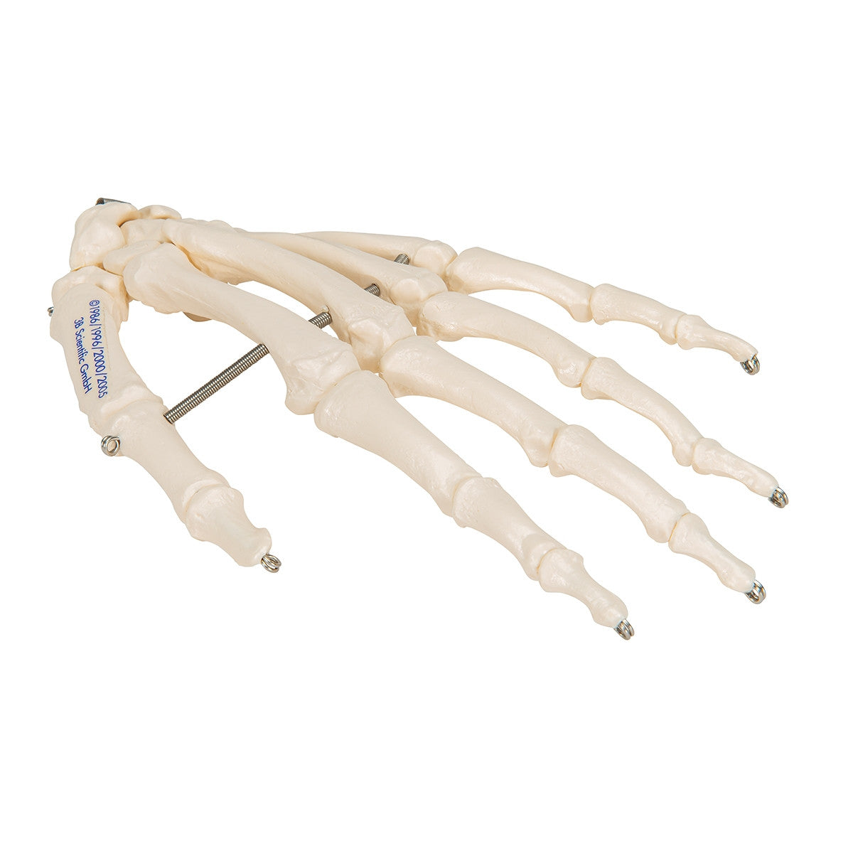 Hand Skeleton Model (wire mounted)