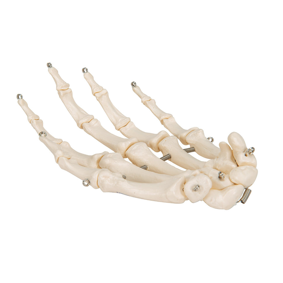 Hand Skeleton Model (wire mounted)