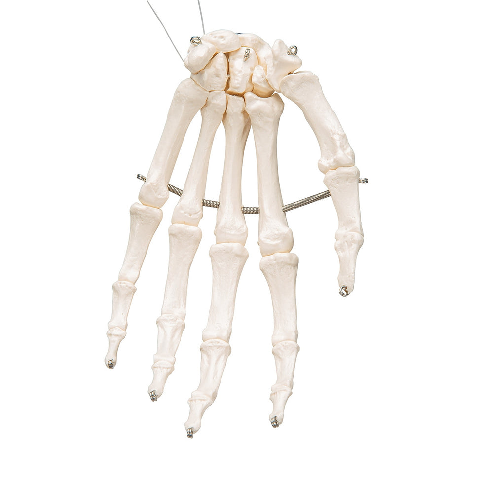 Hand Skeleton Model (wire mounted)