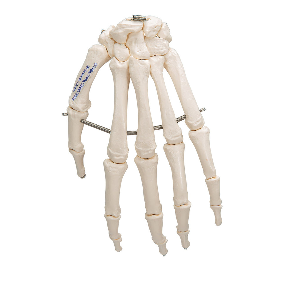 Hand Skeleton Model (wire mounted)
