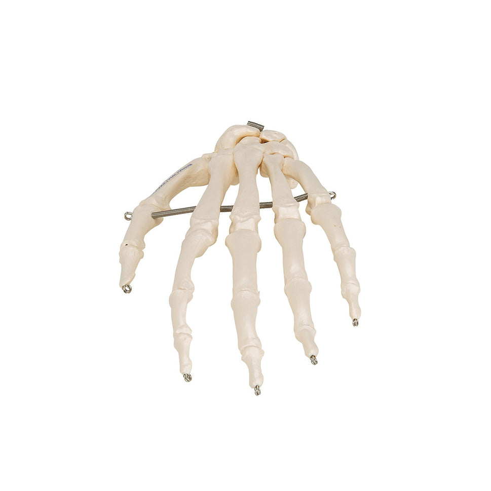 Hand Skeleton Model (wire mounted)