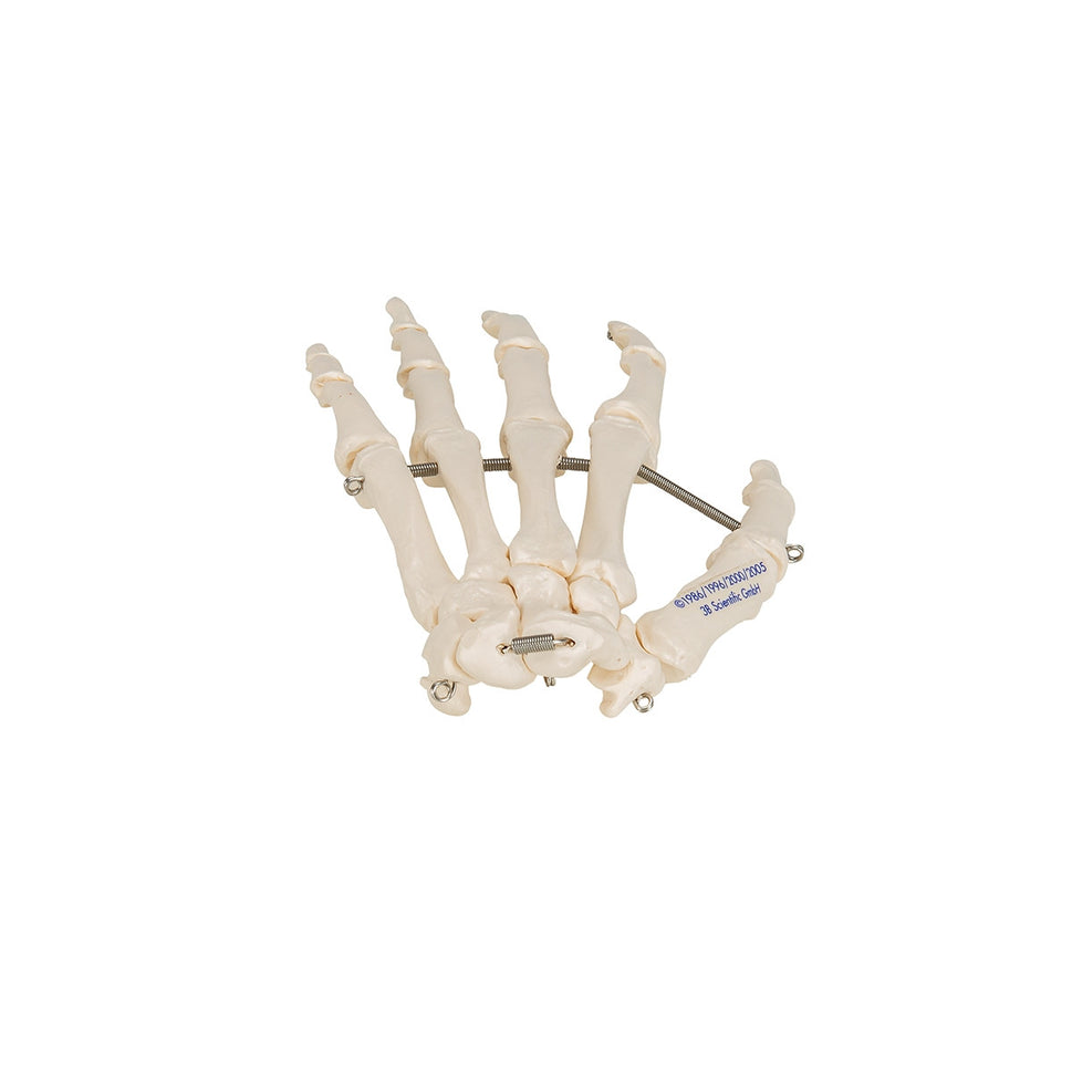 Hand Skeleton Model (wire mounted)
