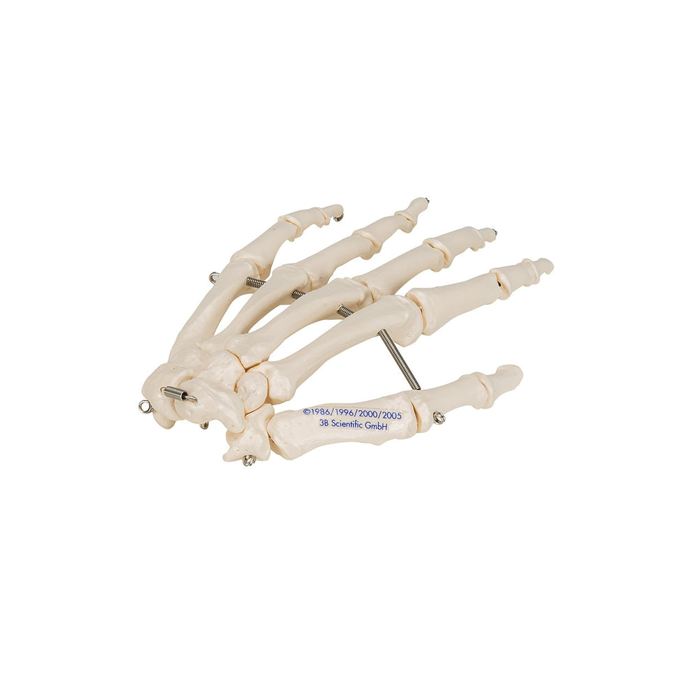 Hand Skeleton Model (wire mounted)